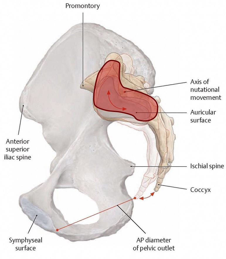 Anatomy And Biomechanics Of The Sacroiliac Joint 6